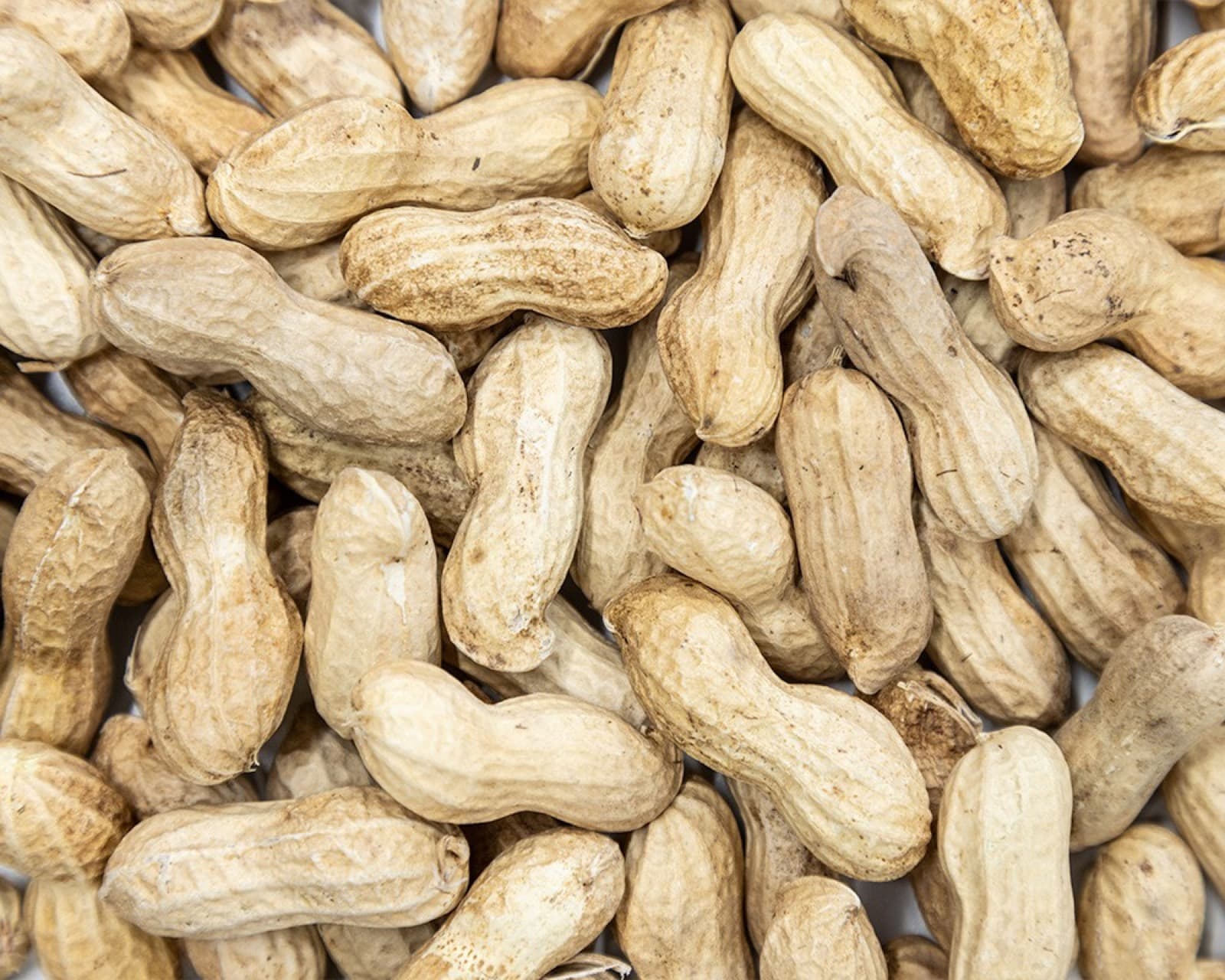 Monkey Nuts