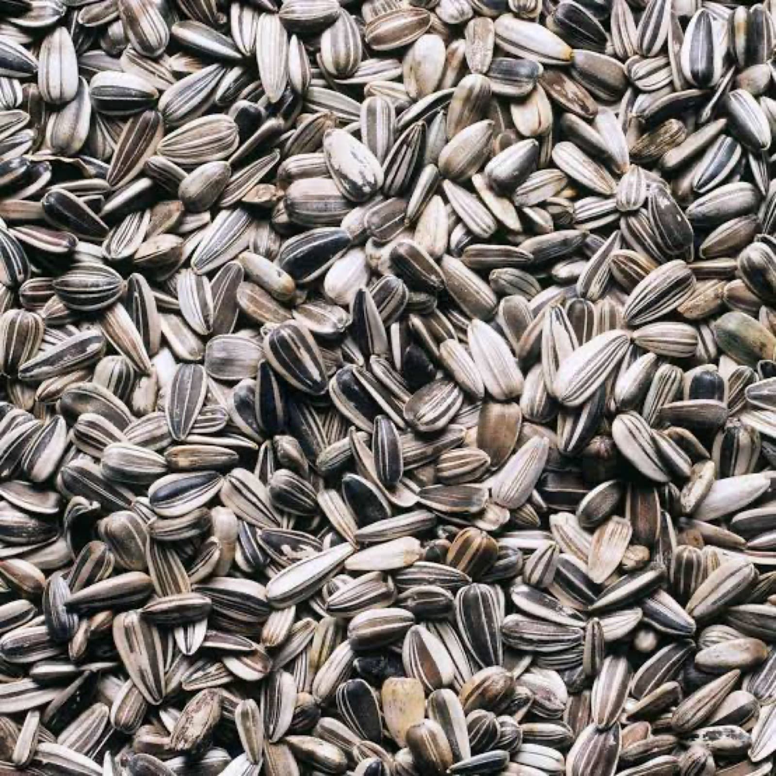 Roasted Sunflower Seeds